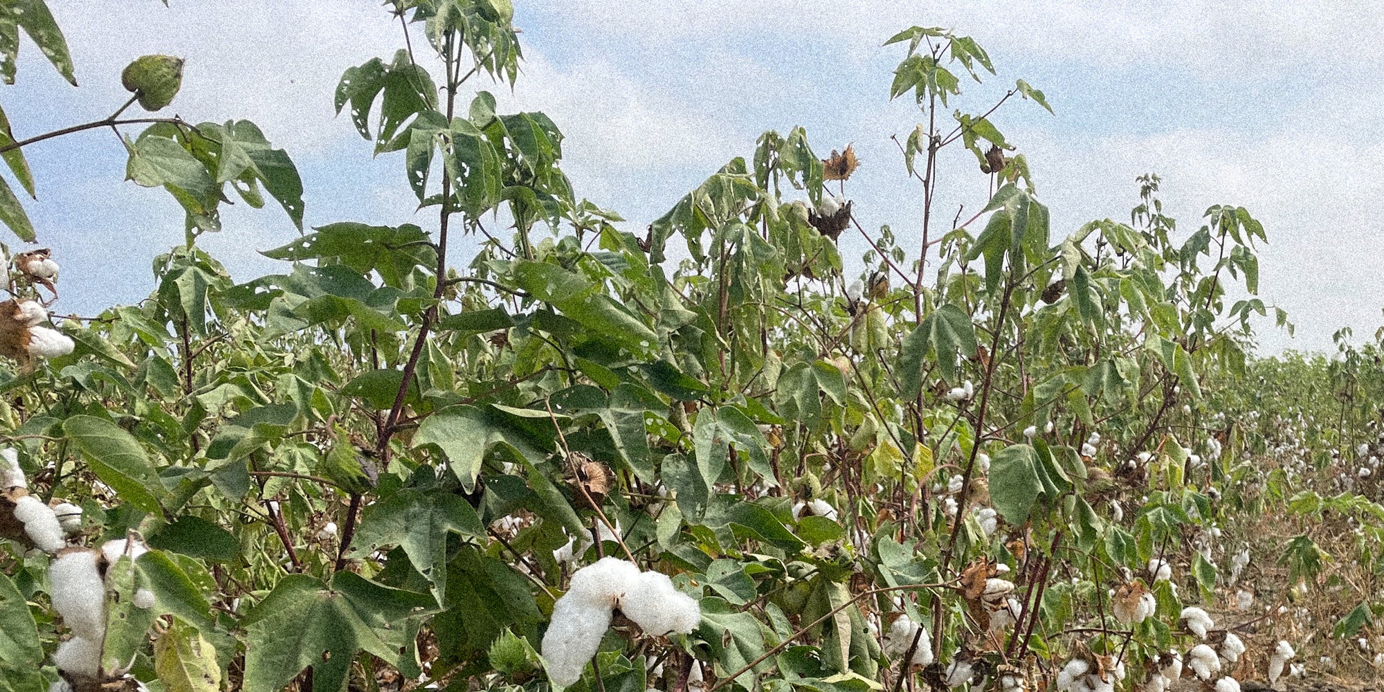 The Difference Between Conventional Cotton and Pima Cotton
